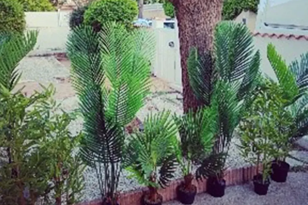 Plantes artificielles